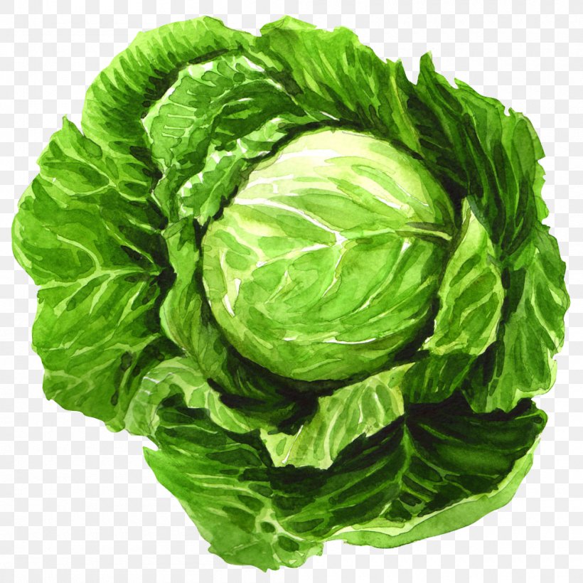 Cabbage Watercolor Painting Leaf Vegetable Illustration, PNG, 1000x1000px, Cabbage, Broccoli, Chinese Cabbage, Collard Greens, Drawing Download Free