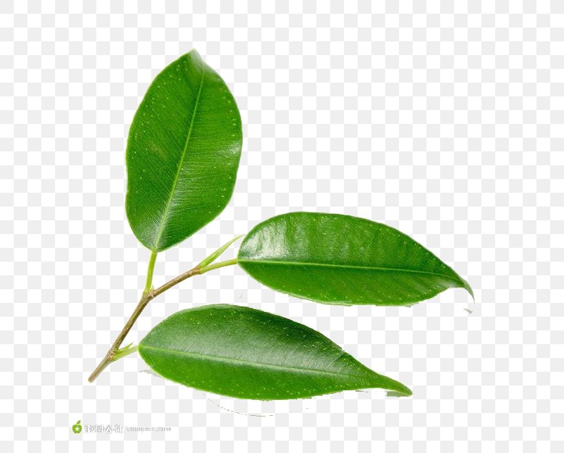 Leaf Green Tree Plant, PNG, 658x658px, Leaf, Bladnerv, Fundal, Green, Petal Download Free