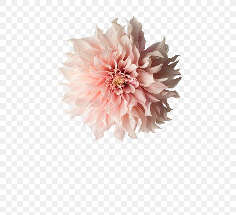Pink Flowers Photography Dahlia, PNG, 500x749px, Pink Flowers, Black And White, Cut Flowers, Dahlia, Daisy Family Download Free