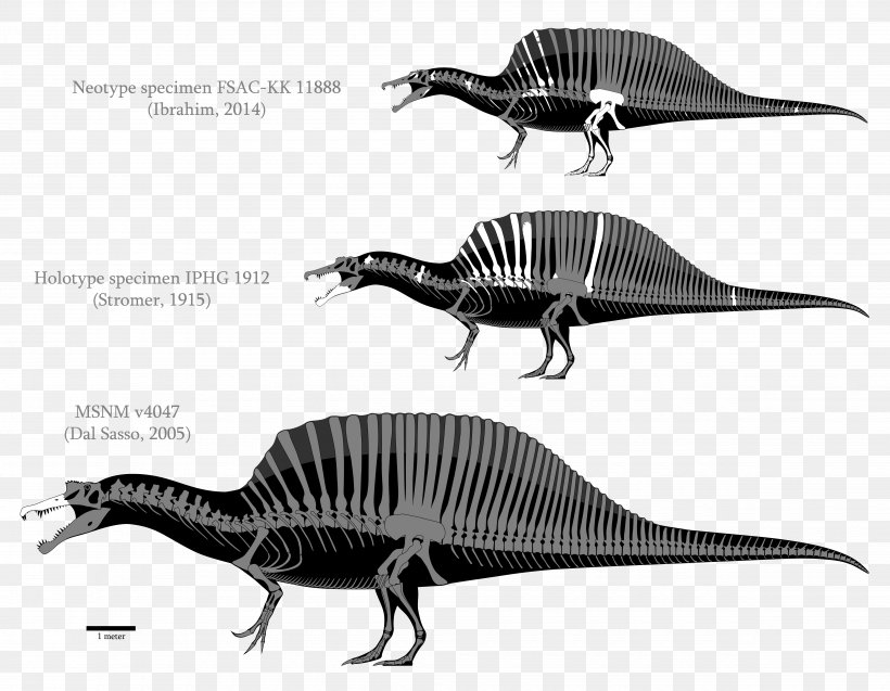 Spinosaurus Tyrannosaurus Baryonyx Carcharodontosaurus Giganotosaurus, PNG, 4890x3800px, Spinosaurus, Acrocanthosaurus, Allosaurus, Amargasaurus, Baryonyx Download Free