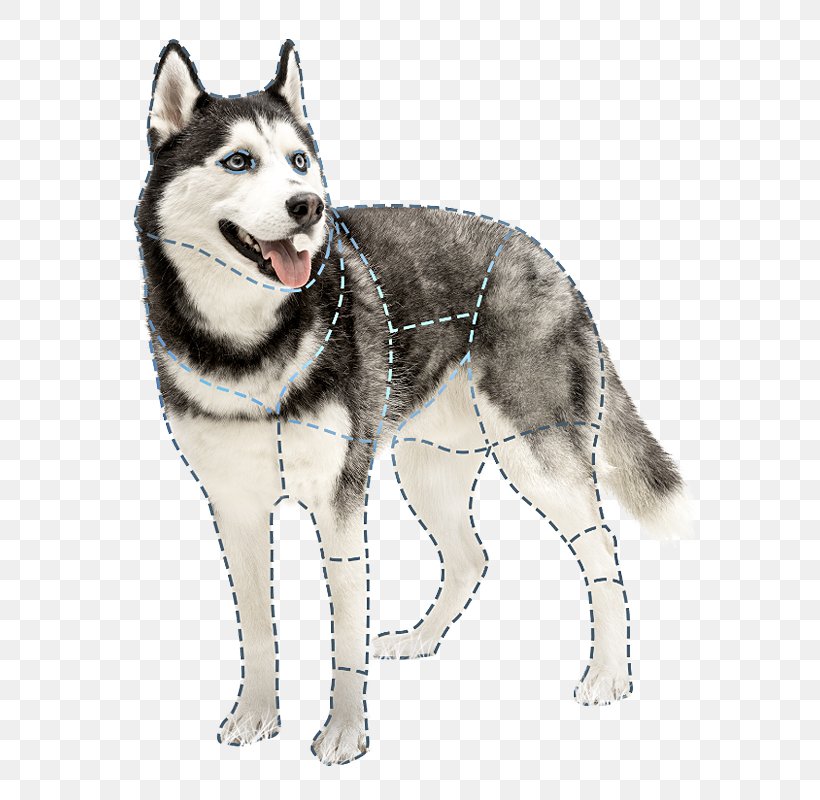 Dog Splint Cat Paw Pet, PNG, 777x800px, Watercolor, Cartoon, Flower, Frame, Heart Download Free