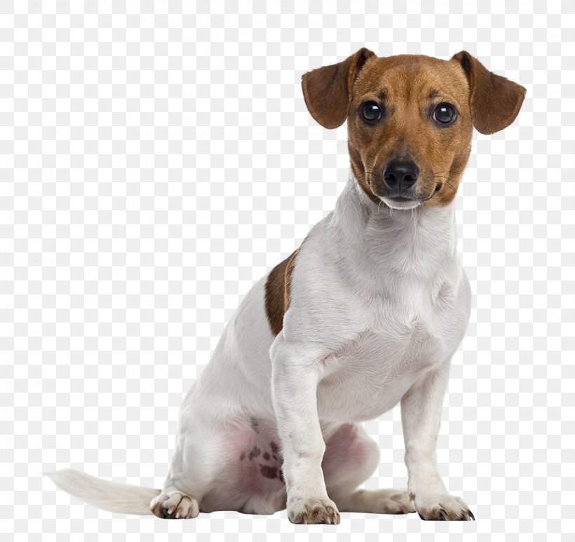Jack Russell Terrier Parson Russell Terrier Staffordshire Bull Terrier American Staffordshire Terrier Puppy, PNG, 1080x1019px, Jack Russell Terrier, American Staffordshire Terrier, Boerenfox, Brazilian Terrier, Breed Download Free