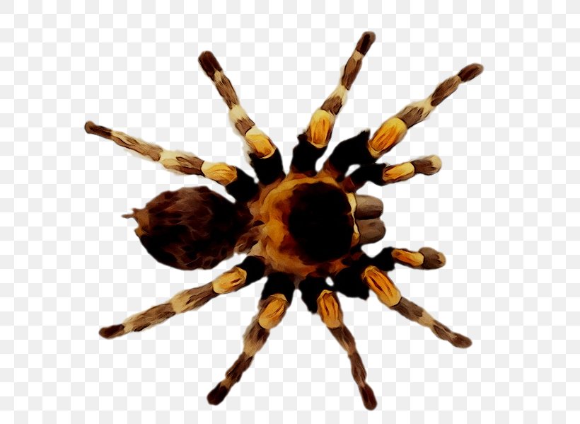 Spider Silk Tarantula Azad Azerbaijan TV Species, PNG, 673x599px, 2018, Spider, Arachnid, Araneus, Arthropod Download Free