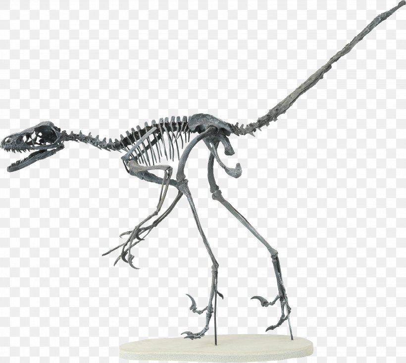 Velociraptor Bambiraptor Human Skeleton Theropods, PNG, 3223x2884px, Velociraptor, American Museum Of Natural History, Artwork, Bambiraptor, Black And White Download Free