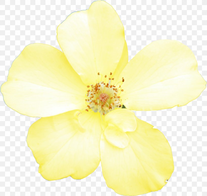 Cut Flowers Petal LiveInternet, PNG, 1280x1214px, Flower, Cut Flowers, Flowering Plant, Liveinternet, Petal Download Free