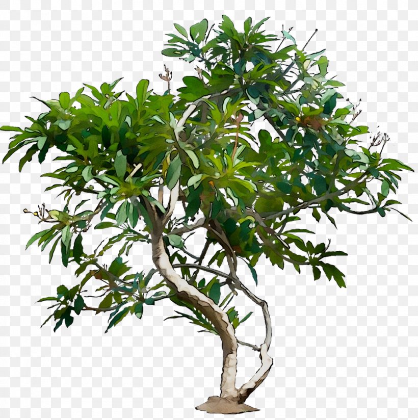 Stock Photography Ebony Royalty-free Branch, PNG, 1029x1035px, Stock Photography, Bonsai, Branch, Ebony, Flower Download Free