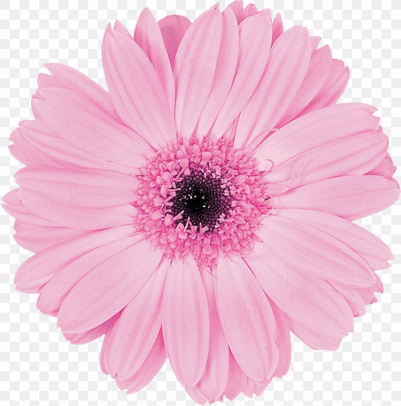 Transvaal Daisy Pink Cut Flowers Floristry, PNG, 1183x1200px, Transvaal Daisy, Annual Plant, Aster, Chrysanthemum, Chrysanths Download Free