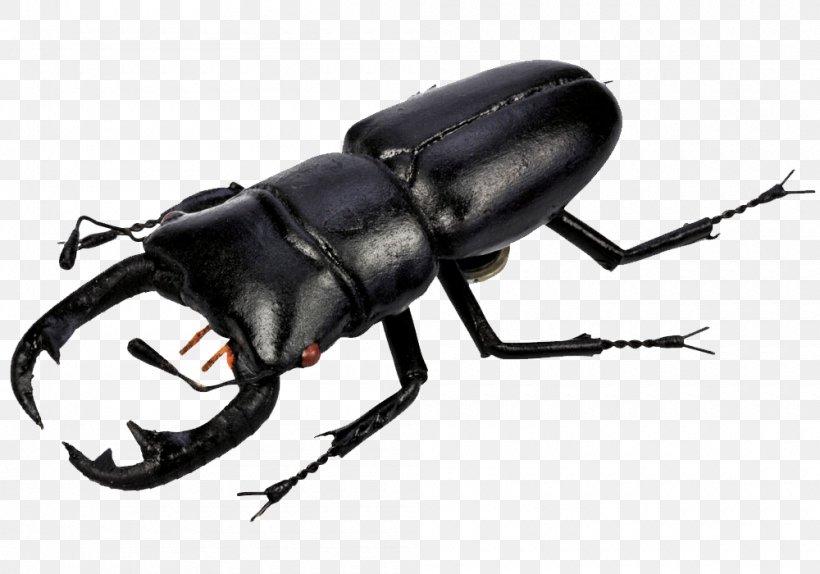 Beetle Clip Art, PNG, 1000x700px, Beetle, Arthropod, Bbcode, Display Resolution, Document Download Free