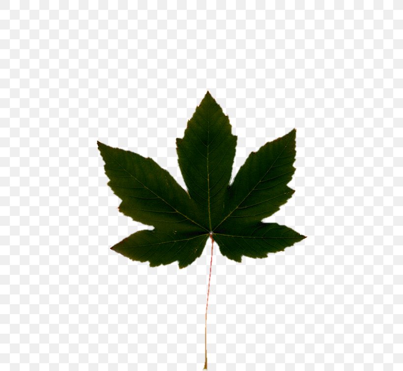 Cannabis Leaf Hemp Oil Clip Art, PNG, 550x756px, Cannabis, Canada, Cannabidiol, Cannabinoid, Cannabis Cup Download Free