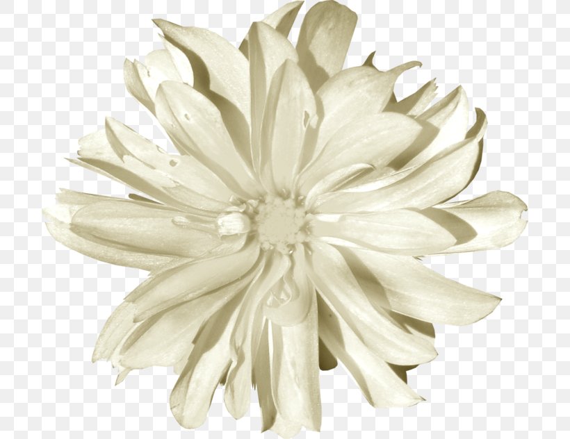Chrysanthemum White Image Petal, PNG, 700x632px, Chrysanthemum, Black And White, Cartoon, Chrysanths, Cut Flowers Download Free