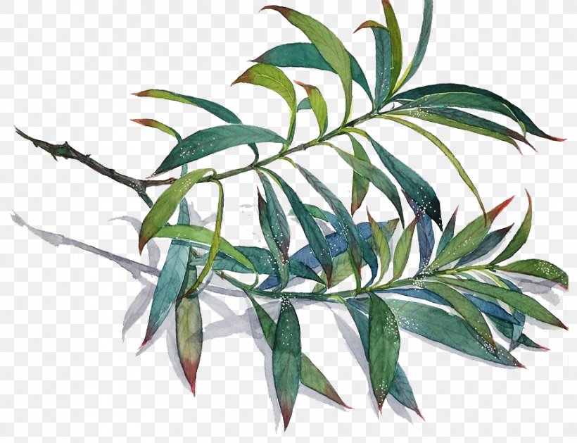 Common Lophatherum Leaf Bamboo Branch, PNG, 905x695px, Common Lophatherum, Bamboo, Branch, Designer, Flowerpot Download Free