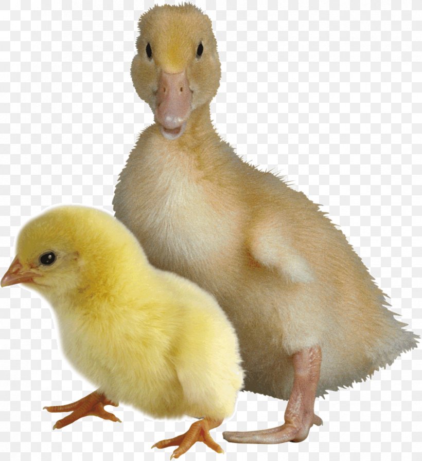 Duck Goose Chicken Bird Broiler, PNG, 842x922px, Duck, Beak, Bird, Broiler, Chicken Download Free