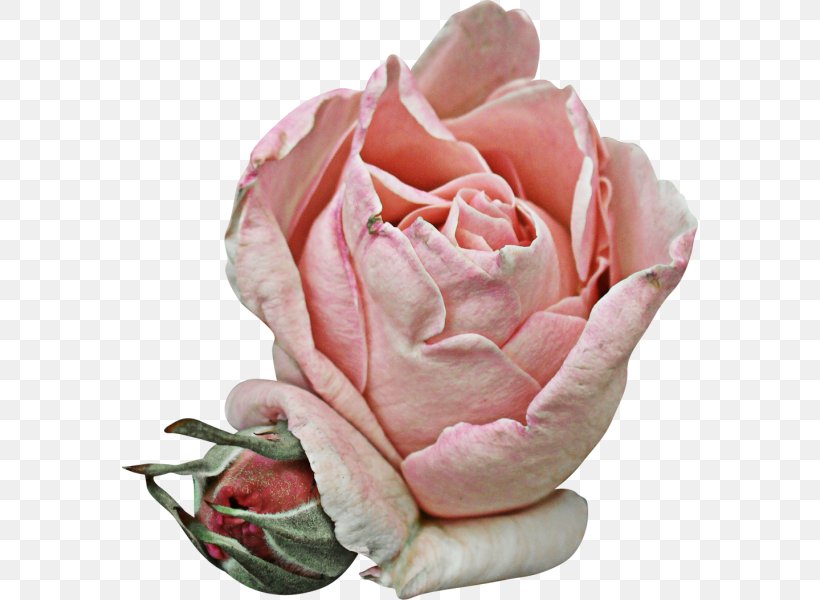 Garden Roses Cabbage Rose Petal Pink Flower, PNG, 576x600px, Garden Roses, Blume, Cabbage Rose, Cut Flowers, Floribunda Download Free