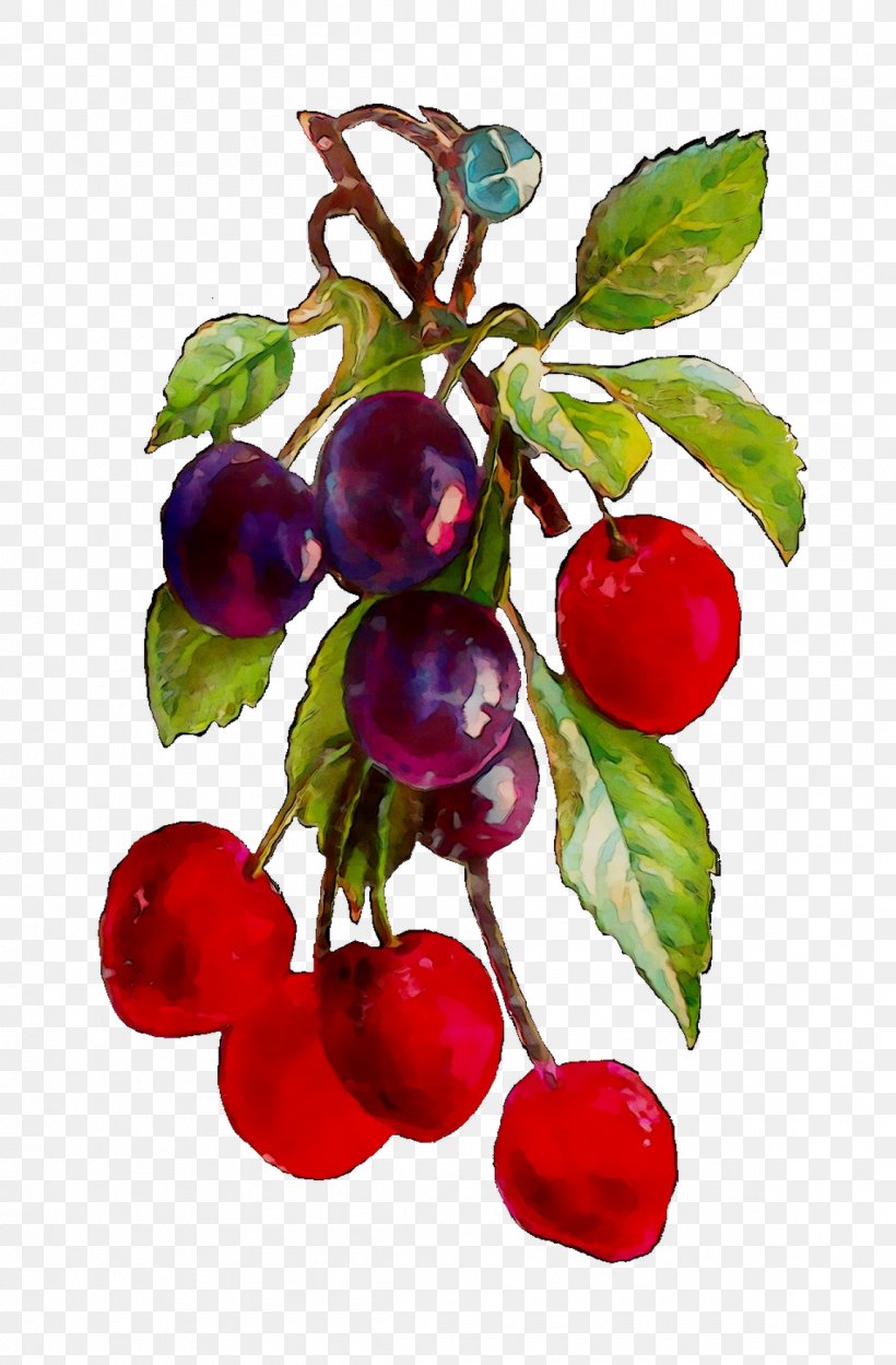 Lingonberry Cranberry Bilberry Damson Berries, PNG, 1150x1752px, Lingonberry, Acerola, Acerola Family, Apple, Berries Download Free
