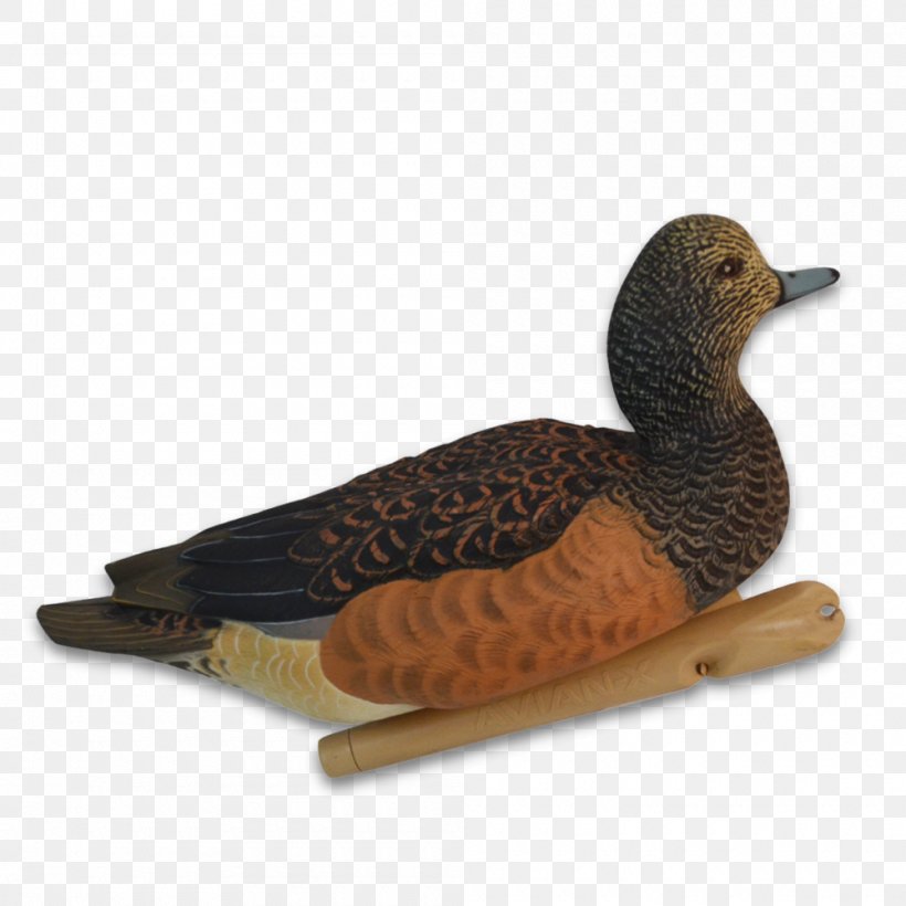 Mallard Duck Eurasian Wigeon Hunting Goose, PNG, 1000x1000px, Mallard, Angling, Beak, Bird, Duck Download Free