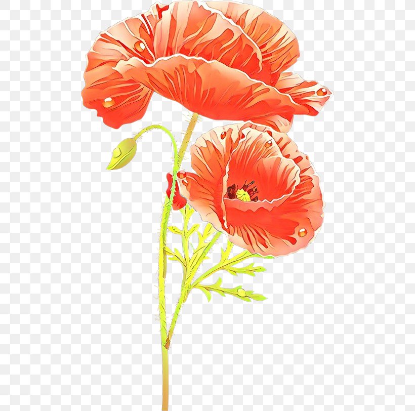 Orange, PNG, 500x812px, Cartoon, Coquelicot, Cut Flowers, Flower, Flowering Plant Download Free