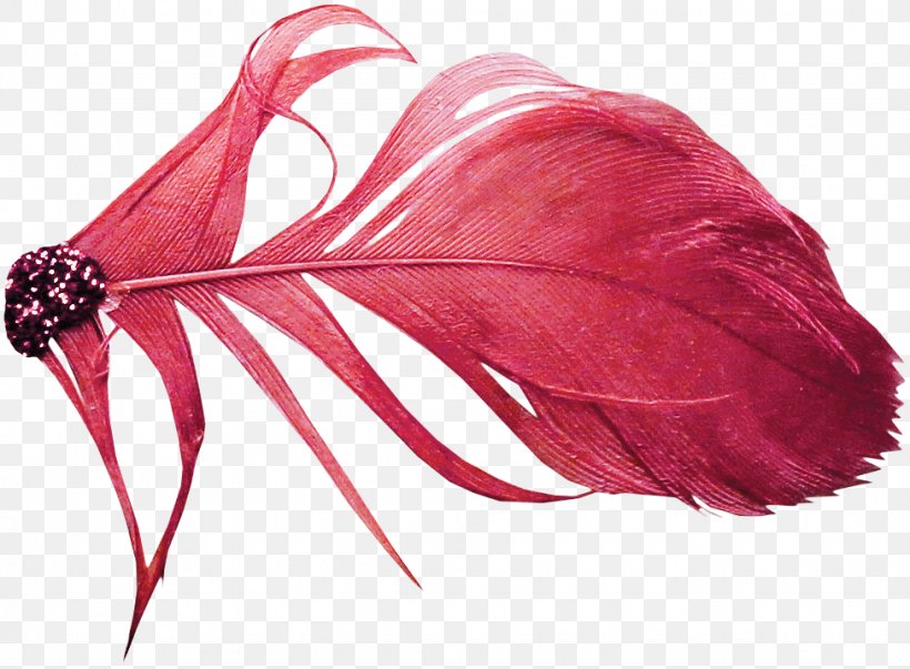 Red Feather Color, PNG, 975x717px, Red, Color, Designer, Feather, Magenta Download Free