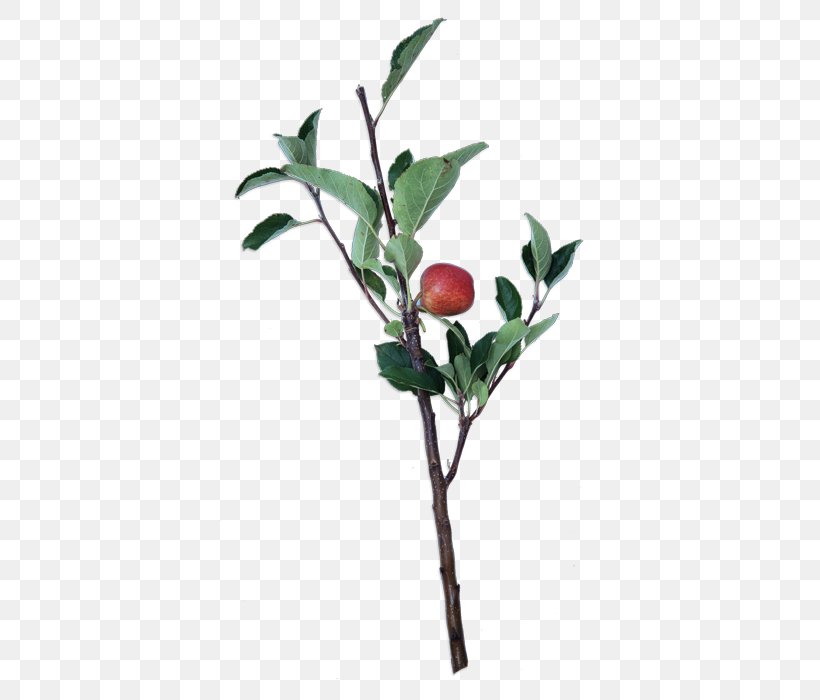 Twig Plant Stem Leaf Flowerpot Fruit, PNG, 386x700px, Twig, Branch, Flowerpot, Fruit, Leaf Download Free