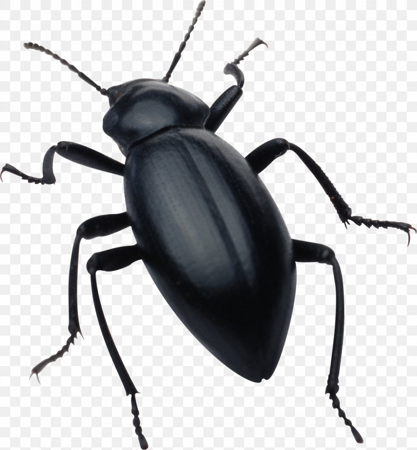Beetle Drawing Clip Art, PNG, 2156x2327px, Beetle, Arthropod, Drawing, Dung Beetle, Ground Beetle Download Free