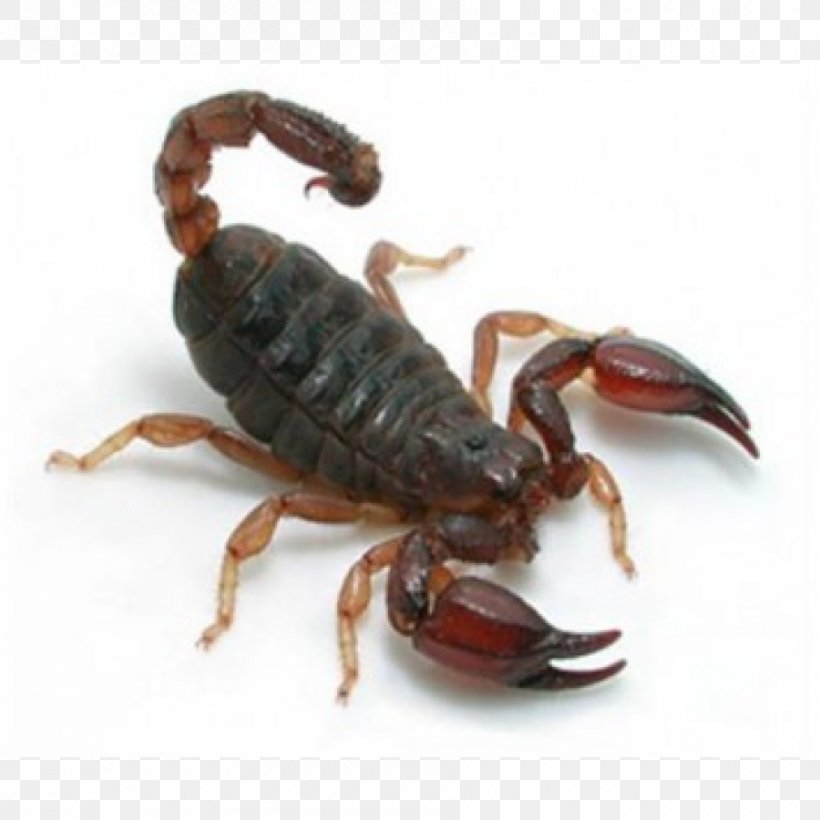 Emperor Scorpion Amazon Rainforest Urodacus Manicatus Urodacus Elongatus, PNG, 900x900px, Scorpion, Amazon Rainforest, Army Ant, Arthropod, Best Download Free