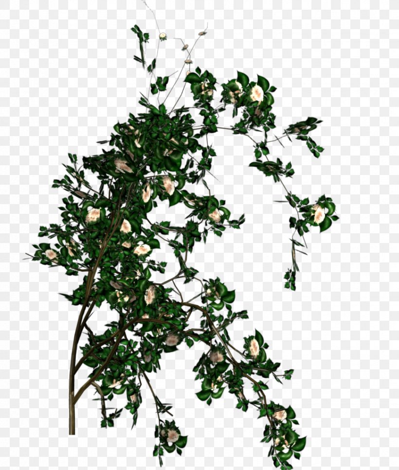 Rose Shrub Branch Leaf Tree, PNG, 868x1024px, Rose, Branch, Flower, Flowering Plant, Information Download Free