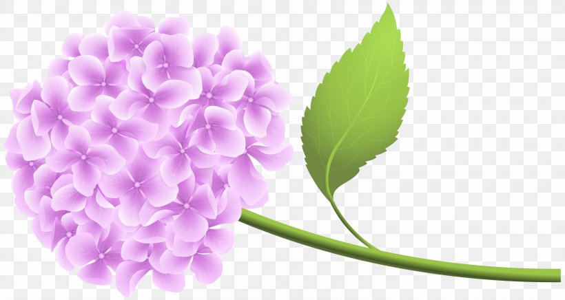 French Hydrangea Lavender Clip Art, PNG, 6000x3193px, French Hydrangea, Blue, Color, Flower, Flowering Plant Download Free