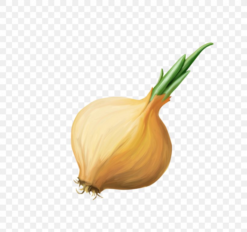 Garlic Shallot Yellow Onion Vegetable, PNG, 1024x963px, Garlic, Cucurbita, Food, Gourd, Ingredient Download Free