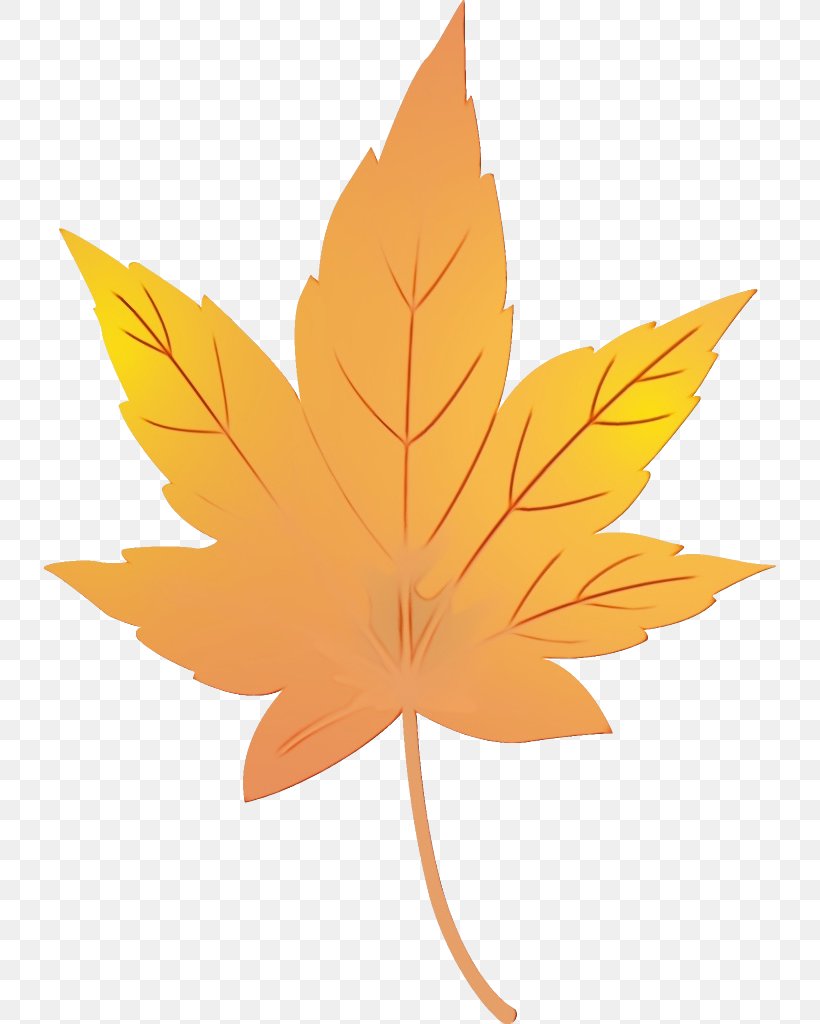Maple Leaf, PNG, 736x1024px, Watercolor, Black Maple, Leaf, Maple, Maple Leaf Download Free