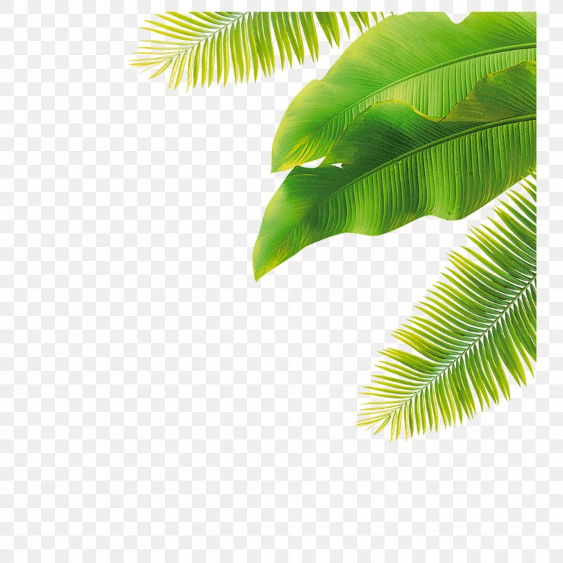 Palm Trees Clip Art Leaf Image, PNG, 2289x2289px, Palm Trees, Arecales, Banana, Banana Leaf, Coconut Download Free