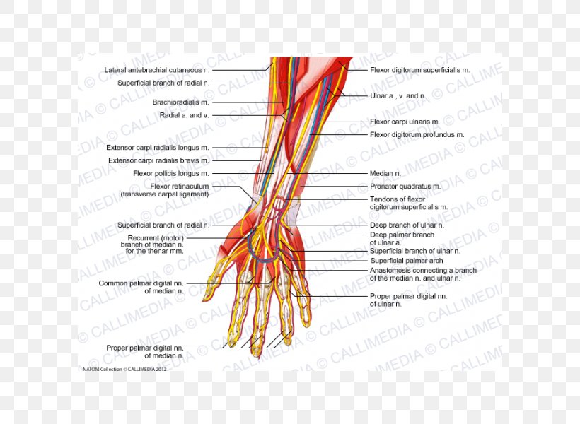 Radial Nerve Muscle Blood Vessel Forearm, PNG, 600x600px, Watercolor, Cartoon, Flower, Frame, Heart Download Free