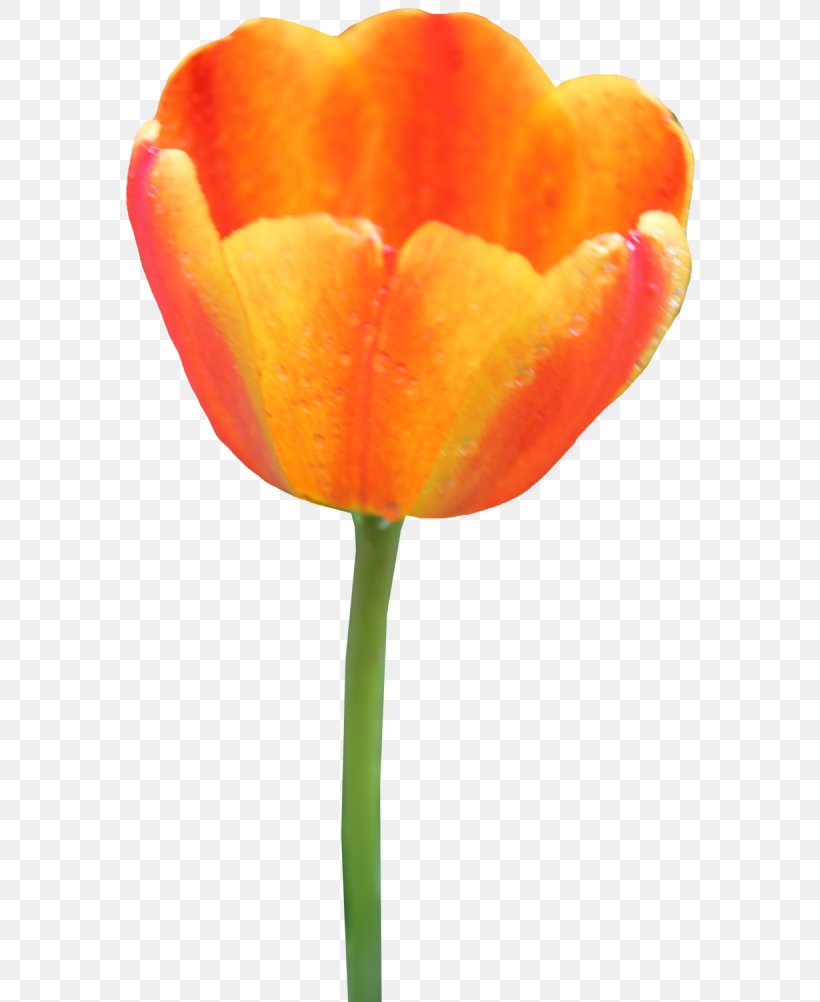 Tulip Clip Art Flower Image, PNG, 600x1002px, Tulip, Botany, Closeup, Cut Flowers, Eschscholzia Californica Download Free