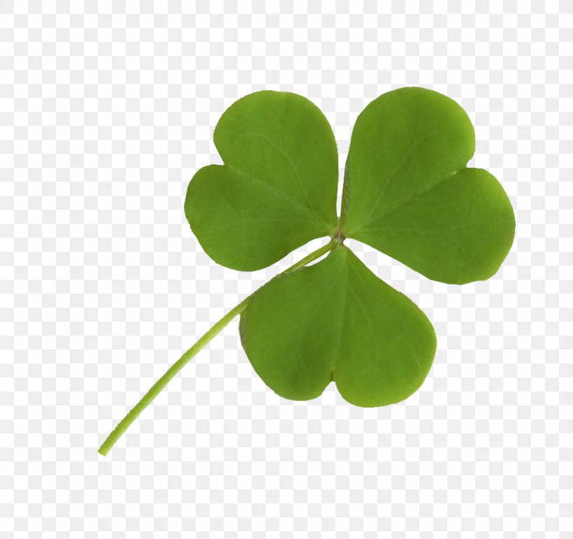 Ireland Shamrock Four-leaf Clover, PNG, 850x800px, Ireland, Birthday, Clover, Danksagung, Drawing Download Free