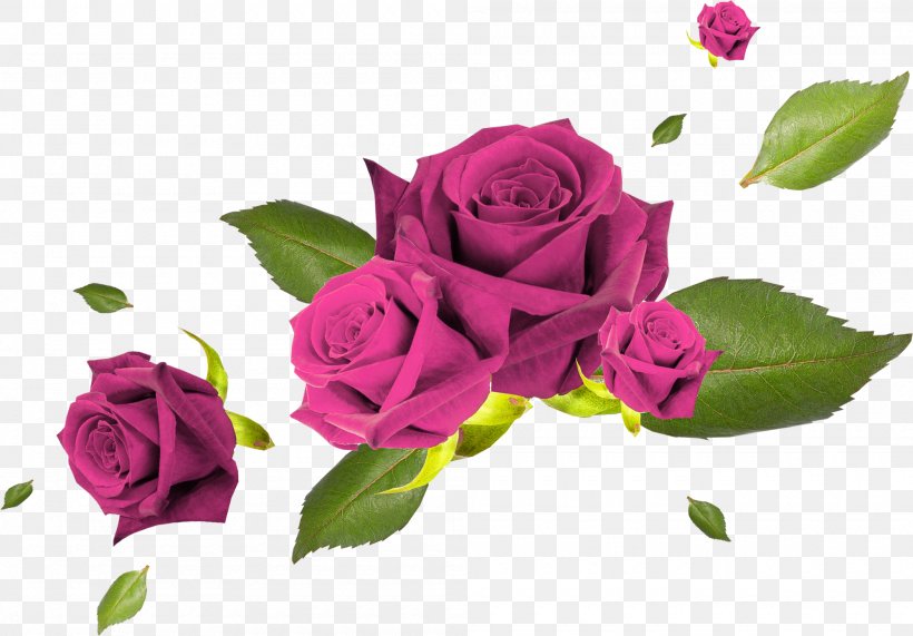 Flower Garden Roses, PNG, 2000x1395px, Flower, Cut Flowers, Floral Design, Floribunda, Floristry Download Free