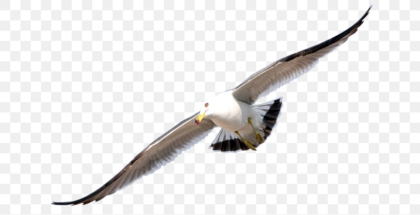 Gulls Bird Flight Clip Art, PNG, 650x421px, Gulls, Accipitriformes, Beak, Bird, Computer Software Download Free