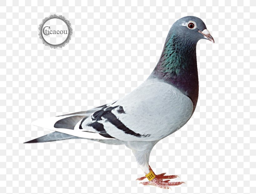 Racing Homer Homing Pigeon Columbidae Bird Pigeon Racing, PNG, 752x623px, Racing Homer, Beak, Bird, Breed, Columbidae Download Free