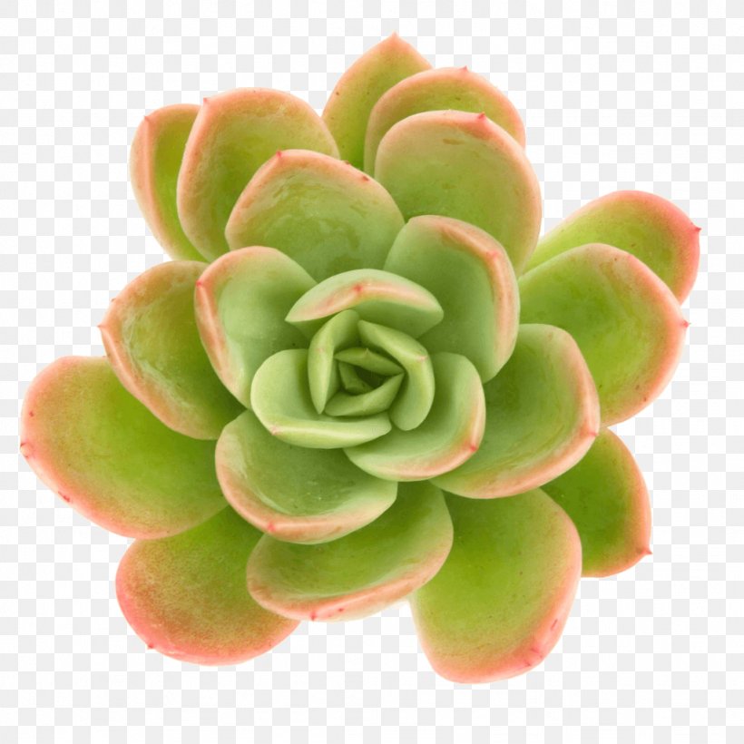 Succulent Plant Echeveria Cactaceae Stonecrop, PNG, 1024x1024px, Plant, Cactaceae, Echeveria, Echeveria Gibbiflora, Flower Download Free