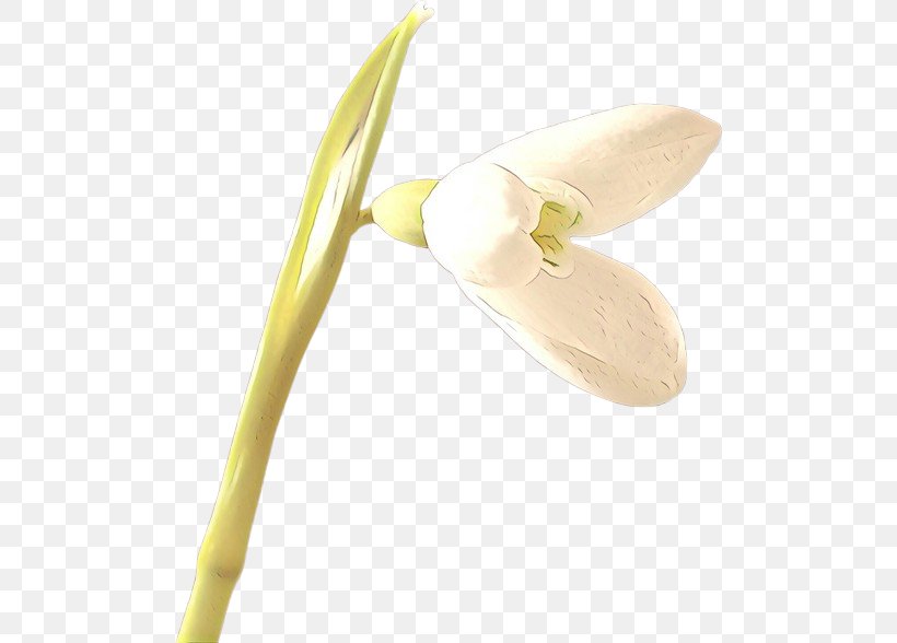 Arum Lilies Yellow Design, PNG, 500x588px, Cartoon, Alismatales, Anthurium, Arum Family, Arum Lilies Download Free