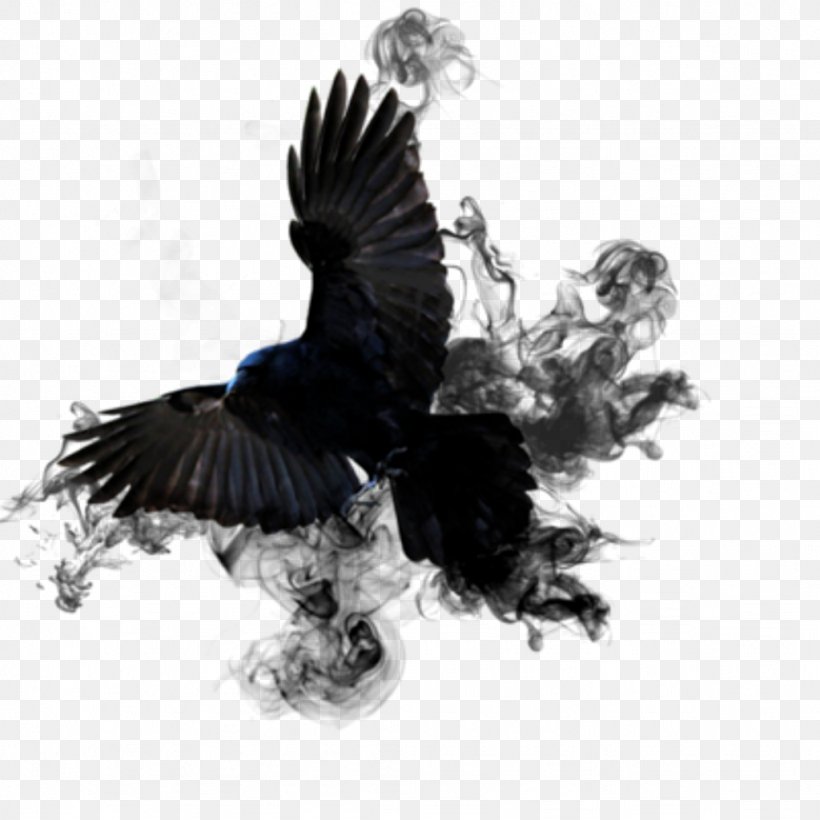 Bird Crow, PNG, 1024x1024px, Bird, Birdcage, Black, Black And White, Crow Download Free