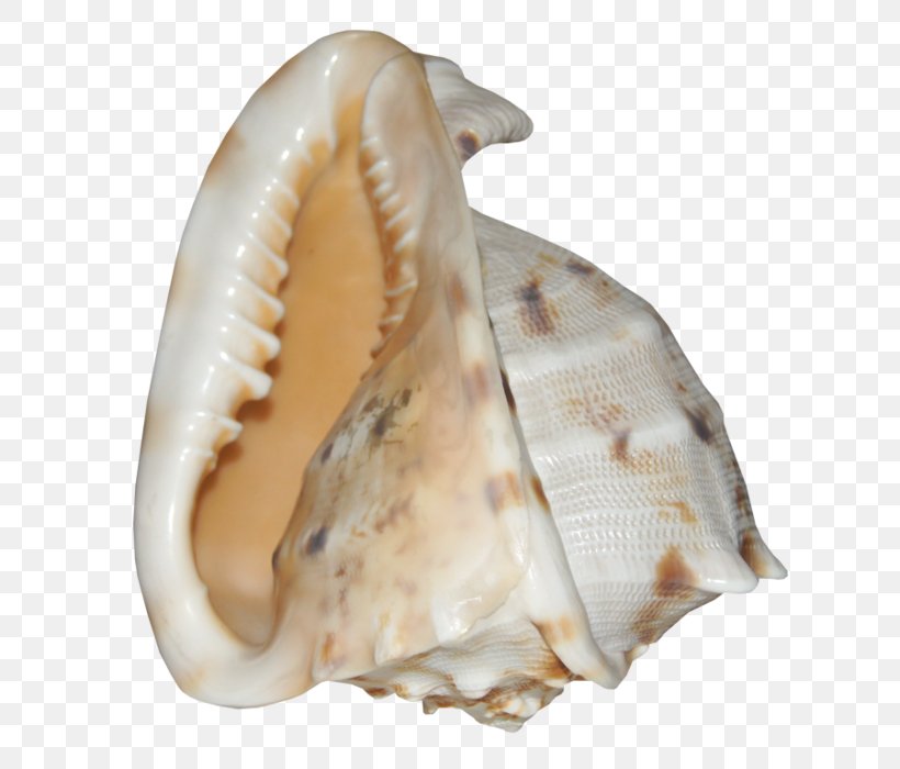 Cockle Shankha Conchology Seashell, PNG, 634x700px, Cockle, Clam, Clams Oysters Mussels And Scallops, Conch, Conchology Download Free