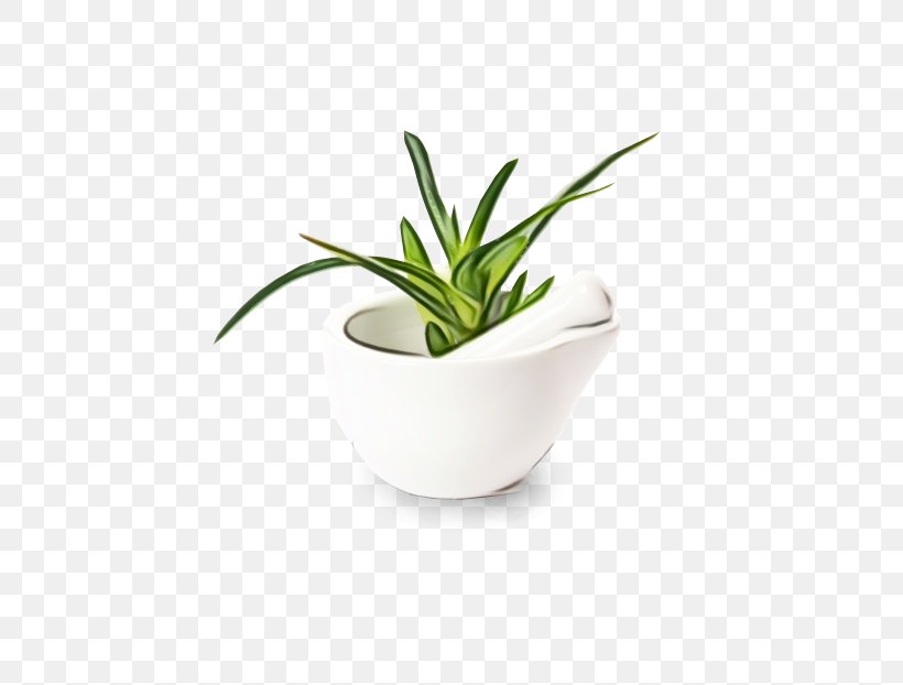 Flowerpot White Plant Houseplant Leaf, PNG, 532x622px, Watercolor, Aloe, Flower, Flowering Plant, Flowerpot Download Free