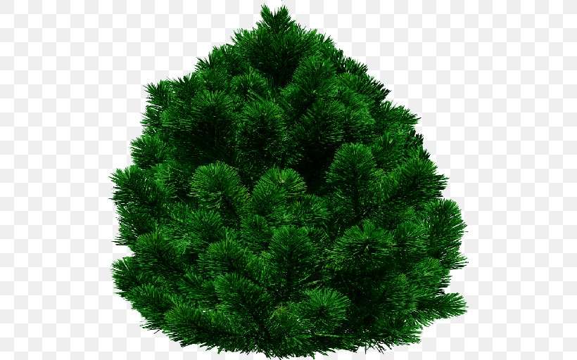 Tree Fir English Yew Clip Art, PNG, 512x512px, Tree, Biome, Bit, Christmas Tree, Conifer Download Free