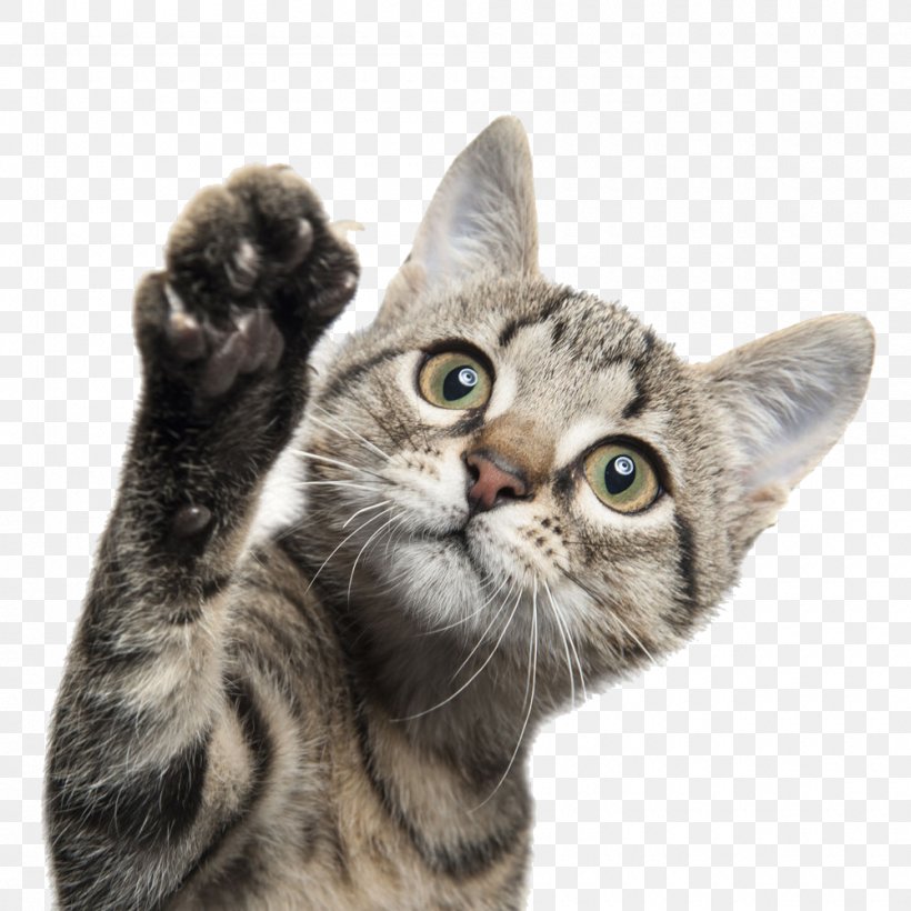 Cat Dog Kitten Pet Sitting, PNG, 1000x1000px, Brazil, American Shorthair, American Wirehair, Asian, Banco De Imagens Download Free