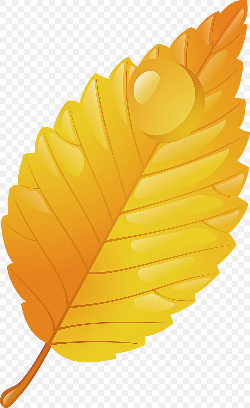 Feather, PNG, 1838x3000px, Leaf, Feather, Flower, Plant, Tree Download Free
