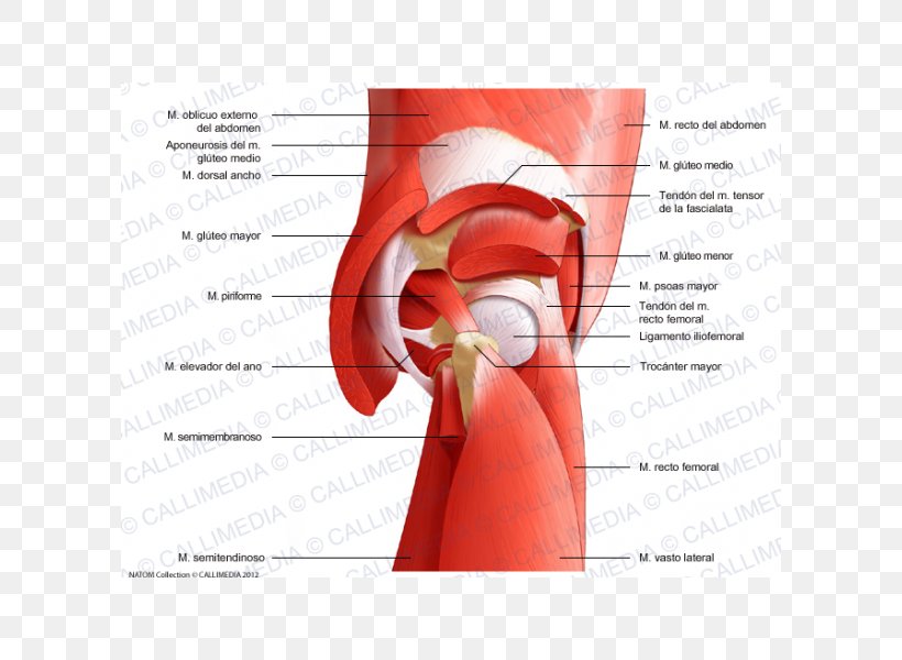 Gluteal Muscles Rectus Femoris Muscle Gluteus Maximus Muscle Nerve Gluteus Minimus Muscle, PNG, 600x600px, Watercolor, Cartoon, Flower, Frame, Heart Download Free
