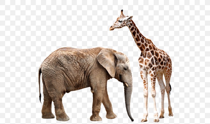 Asian Elephant Giraffe African Elephant Rhinoceros, PNG, 600x483px, Asian Elephant, African Elephant, Elephant, Elephants And Mammoths, Elephas Download Free