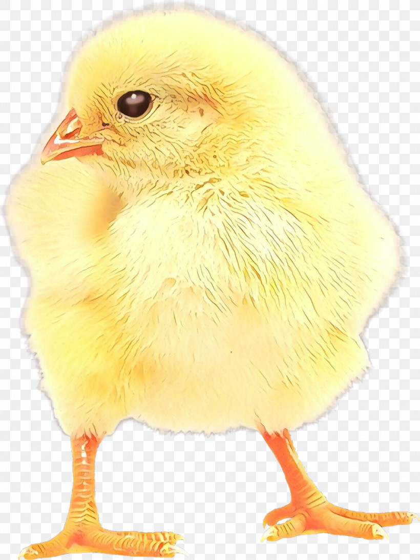 Bird Chicken Beak Yellow Atlantic Canary, PNG, 961x1280px, Bird, Atlantic Canary, Beak, Canary, Chicken Download Free