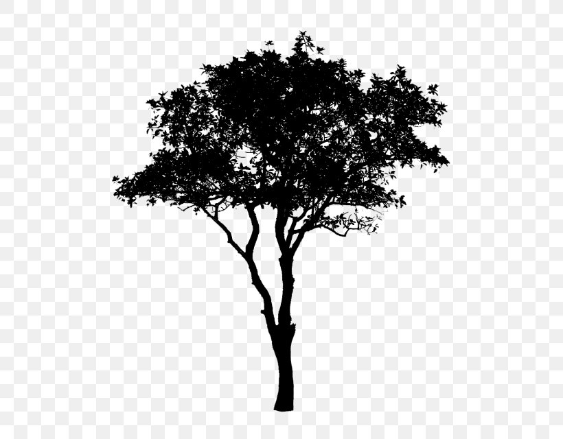 Black & White, PNG, 640x640px, Black White M, Blackandwhite, Branch, Oak, Plant Download Free