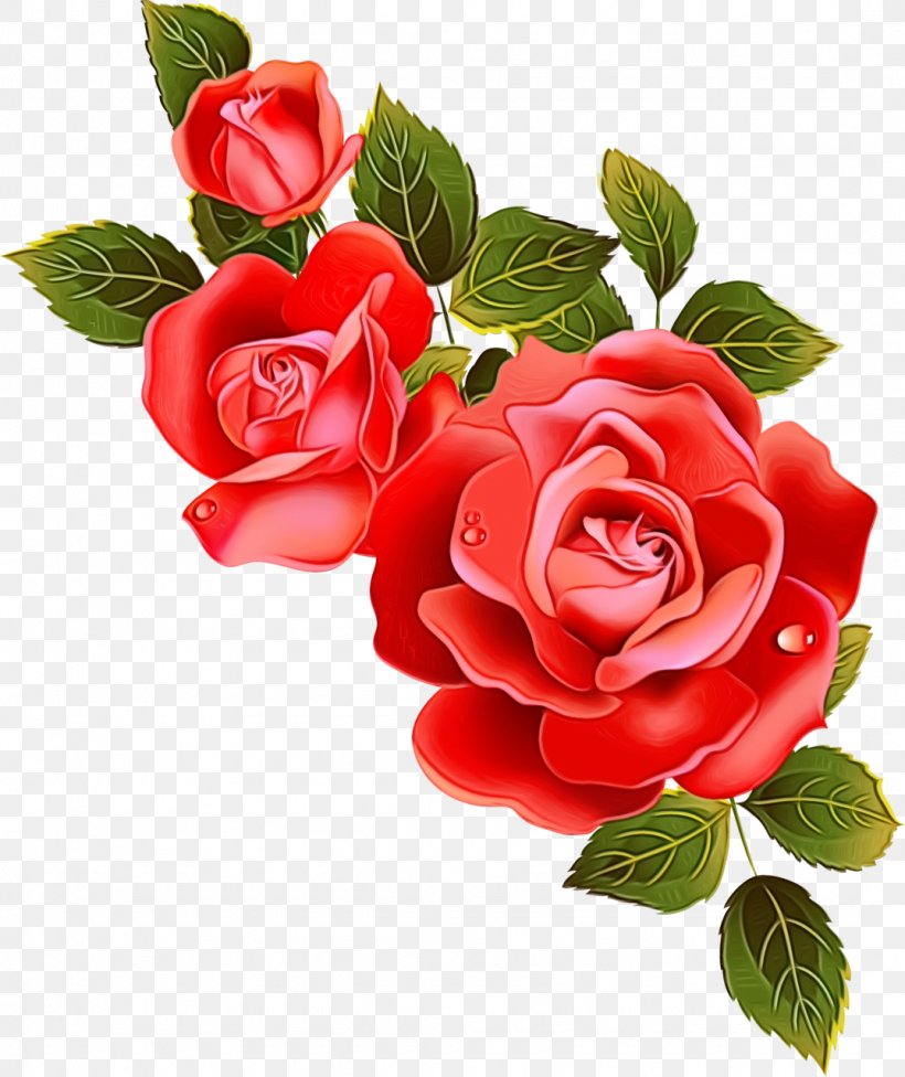 Garden Roses, PNG, 1075x1280px, Watercolor, Cut Flowers, Floribunda, Flower, Flowering Plant Download Free