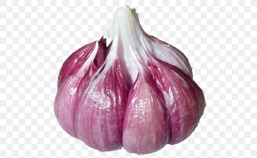 Garlic Shallot Red Onion Bulb Lilies, PNG, 500x505px, Garlic, Agriculture, Allium, Bulb, Family Download Free