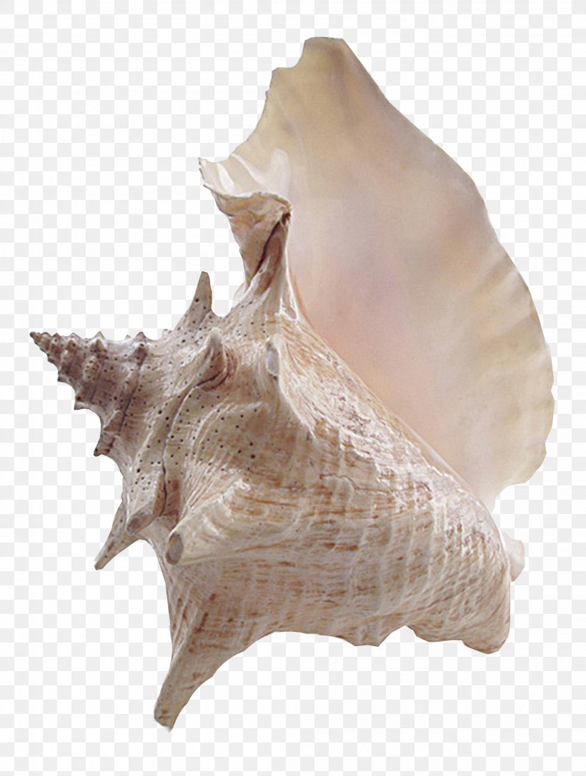 Conch Clip Art, PNG, 2105x2792px, Conch, Clams Oysters Mussels And Scallops, Cockle, Conchology, Jaw Download Free